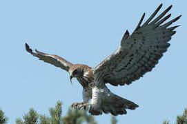 Short-toed Snake Eagle