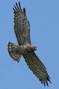 Short-toed Snake Eagle