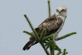 Short-toed Snake Eagle