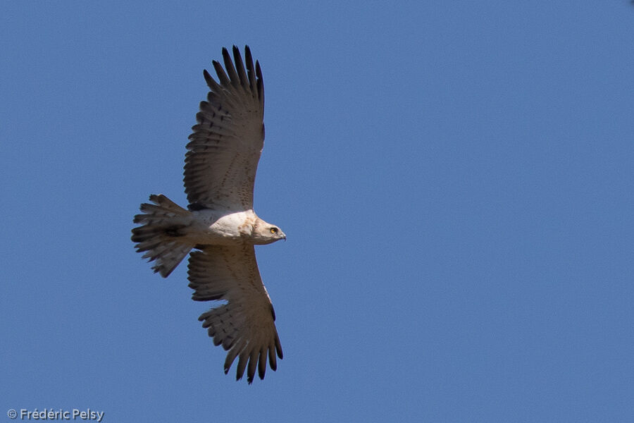 Short-toed Snake Eagleimmature