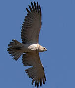 Short-toed Snake Eagle