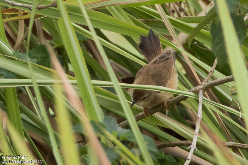 Short-winged Cisticolaadult