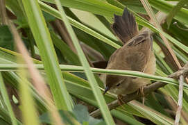 Short-winged Cisticola