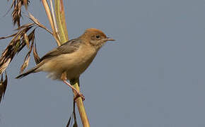 Golden-headed Cisticola