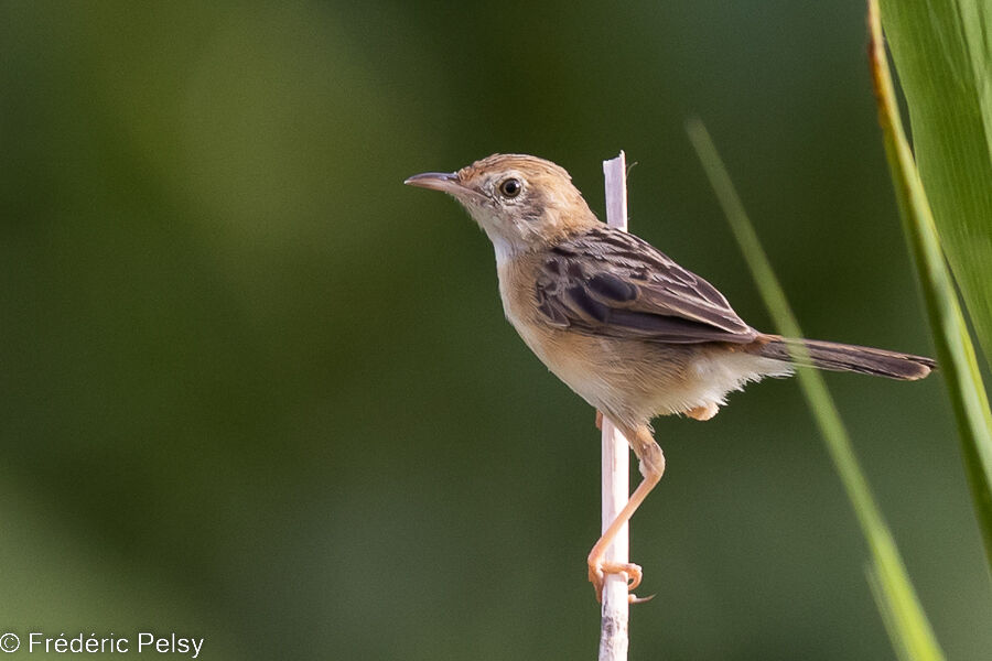 Golden-headed Cisticola