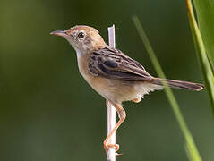 Golden-headed Cisticola