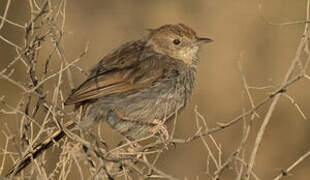 Grey-backed Cisticola