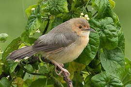 Red-faced Cisticola