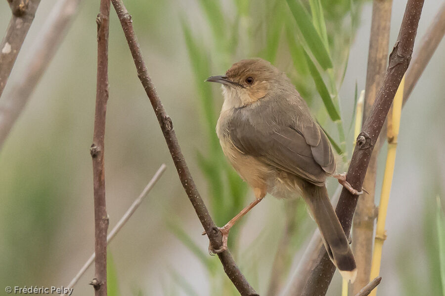 Red-faced Cisticola