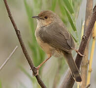 Red-faced Cisticola