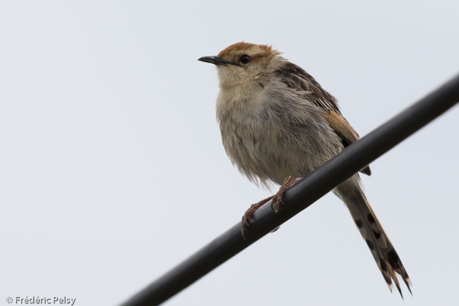 Levaillant's Cisticolaadult