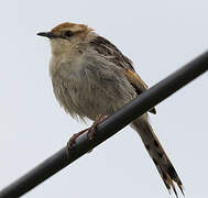 Levaillant's Cisticola