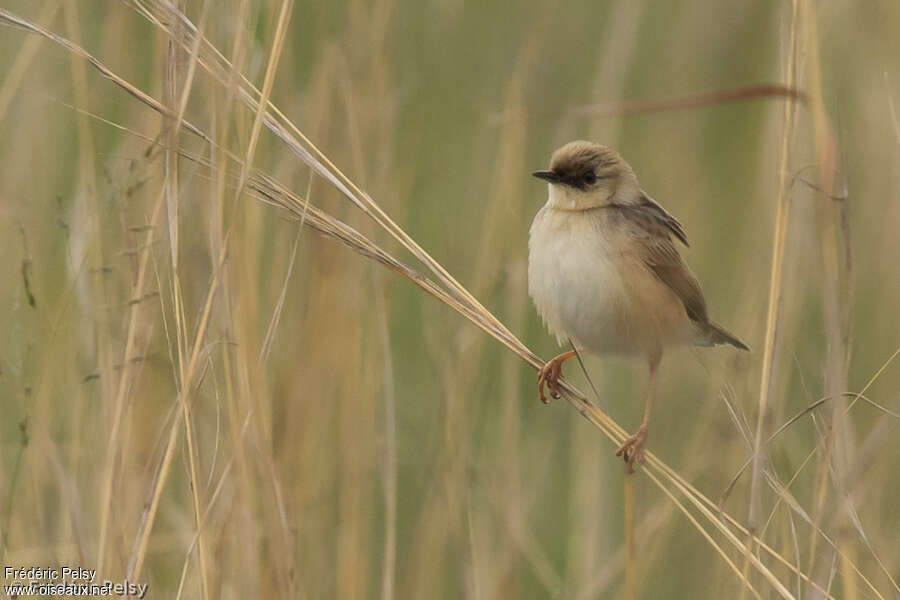 Pale-crowned Cisticolaadult, close-up portrait