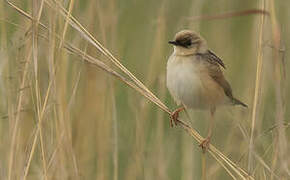 Pale-crowned Cisticola