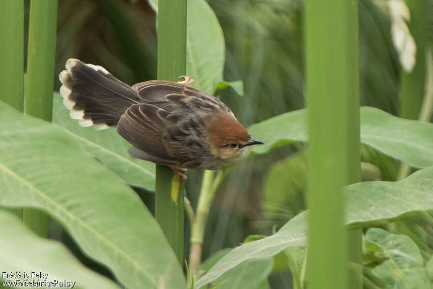 Carruthers's Cisticola, habitat, pigmentation