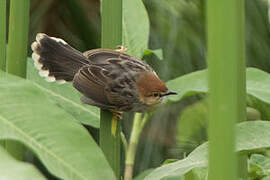 Carruthers's Cisticola