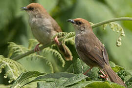 Chubb's Cisticola