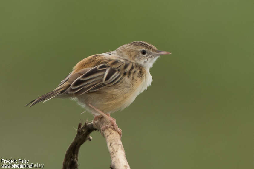 Zitting Cisticolaadult, identification