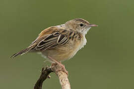 Zitting Cisticola