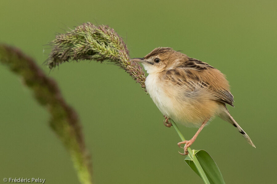 Zitting Cisticola