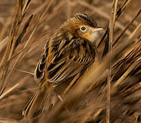 Zitting Cisticola