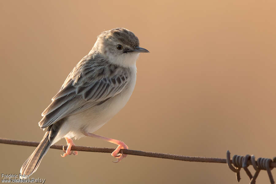 Desert Cisticolaadult, identification