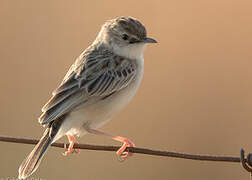 Desert Cisticola