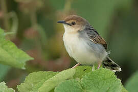 Winding Cisticola