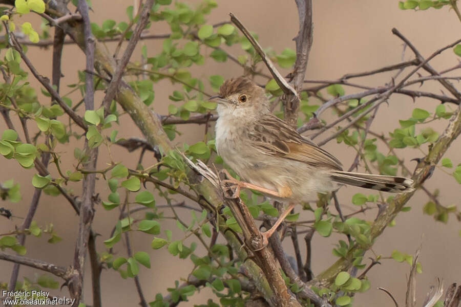 Rattling Cisticolaadult, identification