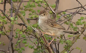 Rattling Cisticola