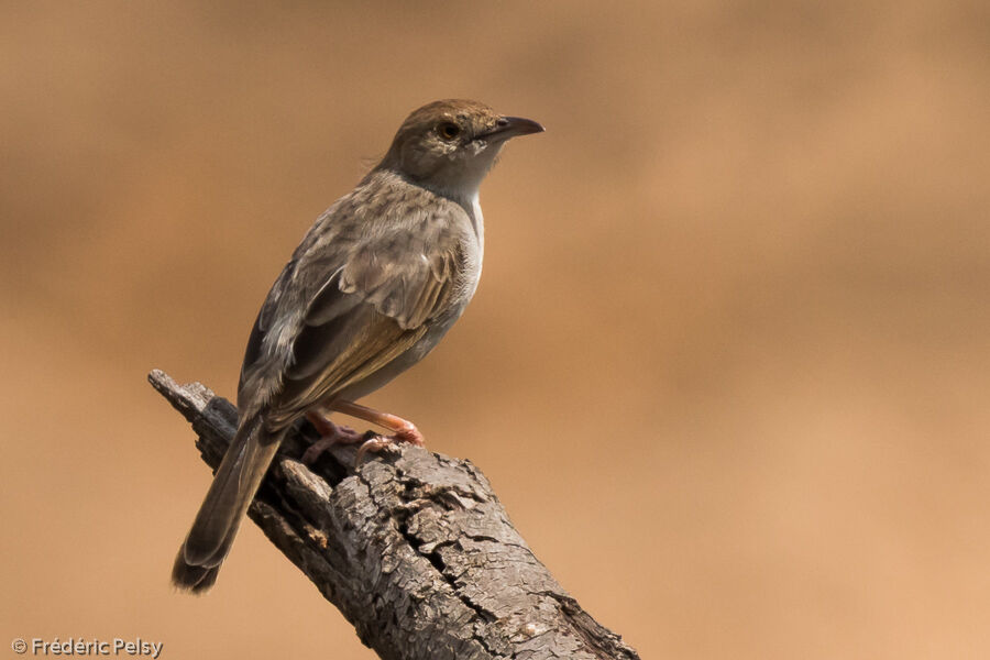 Rattling Cisticola