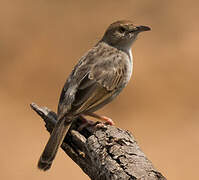 Rattling Cisticola