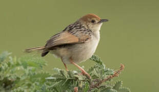 Wailing Cisticola