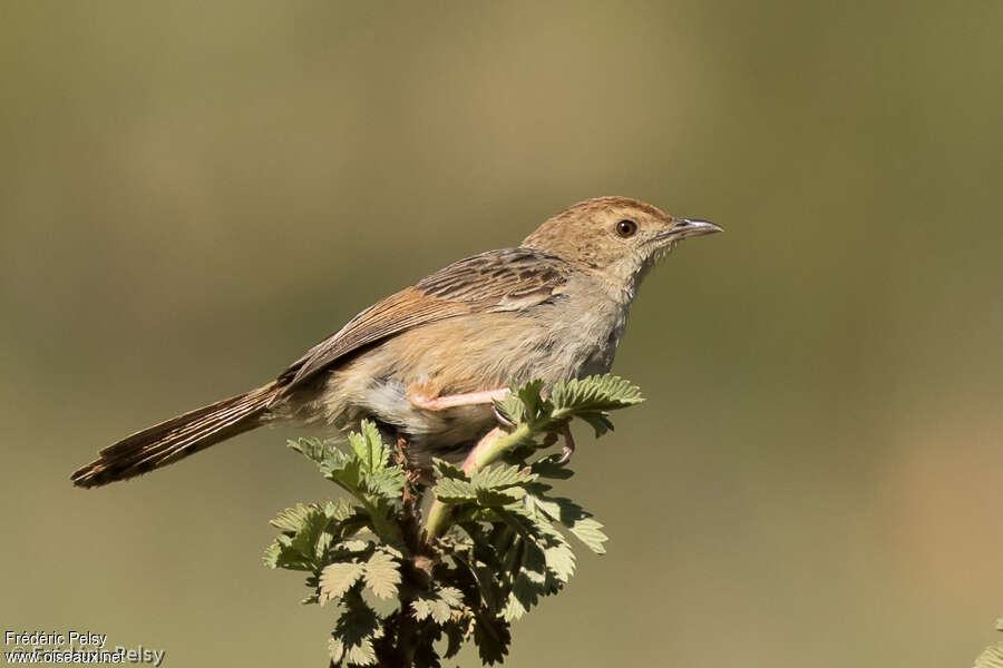 Wailing Cisticolaadult, identification