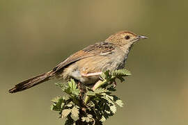 Wailing Cisticola