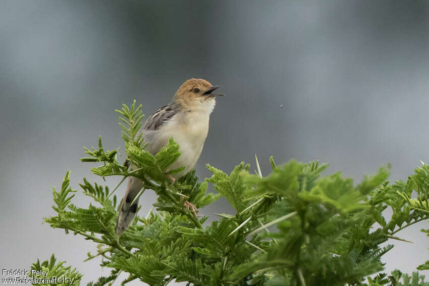 Cisticole robuste mâle adulte, habitat, chant