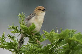 Stout Cisticola