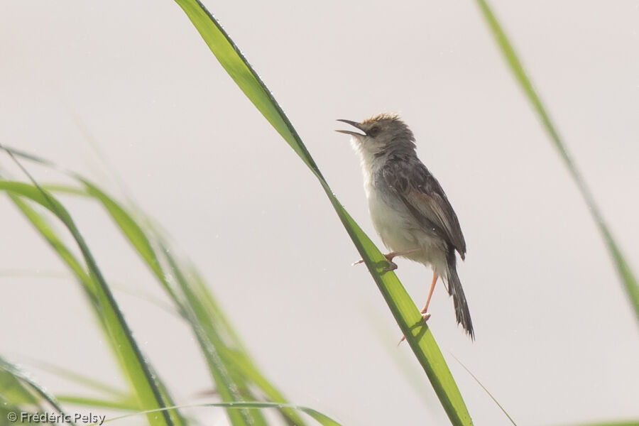 Rufous-winged Cisticolaadult, song