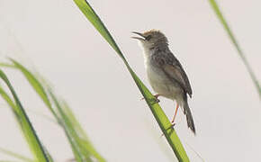 Rufous-winged Cisticola