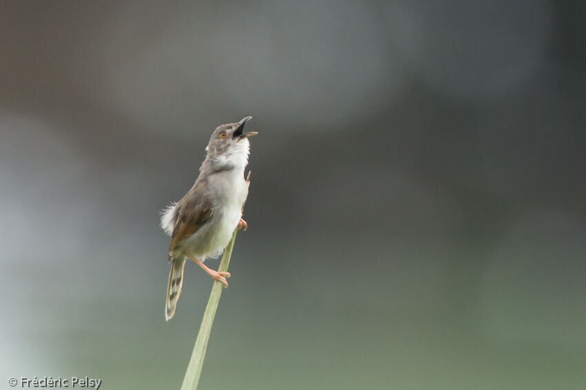 Whistling Cisticolaadult