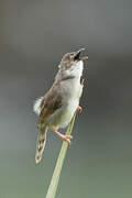 Whistling Cisticola