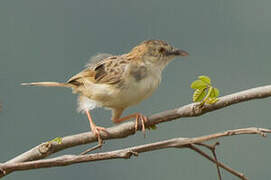 Croaking Cisticola