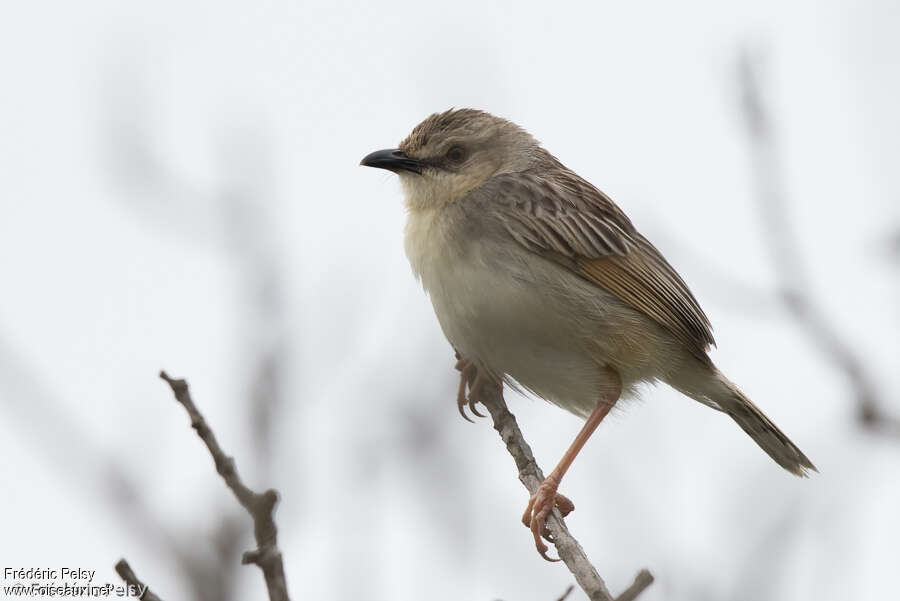 Croaking Cisticola male adult breeding, identification