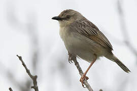 Croaking Cisticola