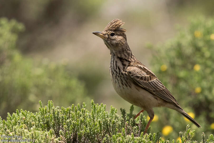 Large-billed Larkadult, identification