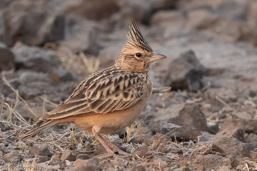 Sykes's Larkadult, identification