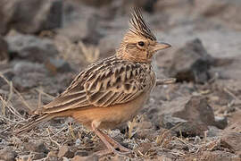 Sykes's Lark