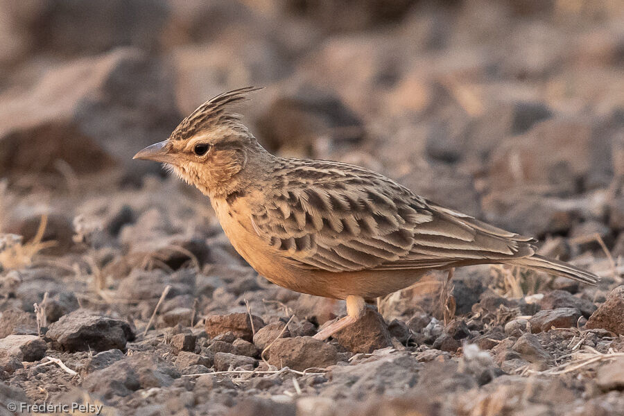 Sykes's Lark