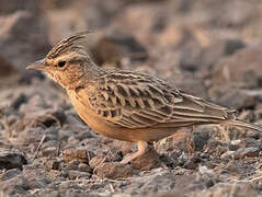 Sykes's Lark