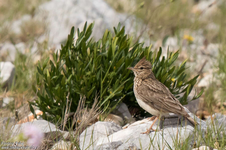 Thekla's Larkadult, habitat, pigmentation